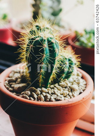 Beautiful close up of a little cactus Beautiful close up of a little cactus 63742426
