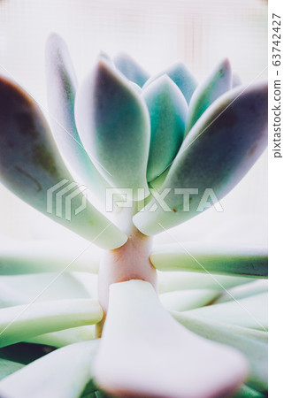 Beautiful close up of a graptoveria opalina Beautiful close up of a graptoveria opalina 63742427