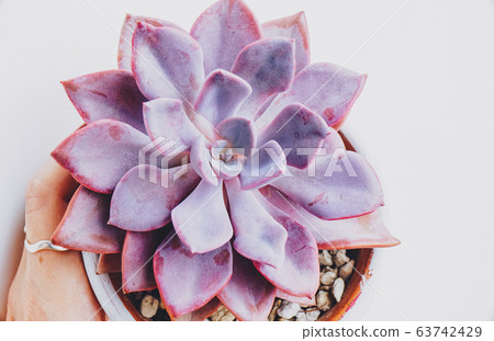 Beautiful close up of a graptoveria debbie Beautiful close up of a graptoveria debbie 63742429