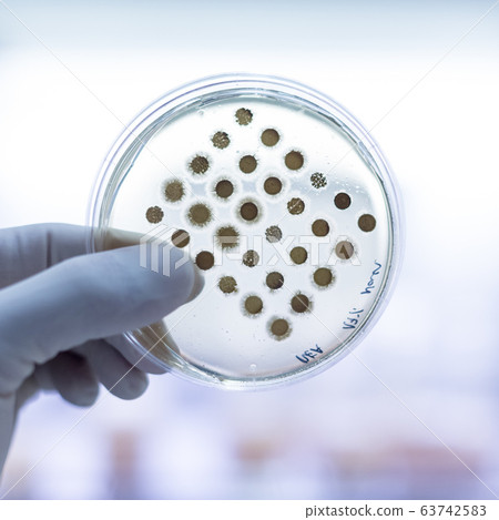 Scientist growing bacteria in petri dishes on agar gel as a part of scientific experiment. 63742583