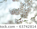 Spring cherry blossoms 63742814