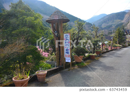 小田原市,Nebukawa,Okame櫻花節的風景和會場入口(2) 小田原市,Nebukawa,Okame櫻花節的風景和會場入口(2) 63743459