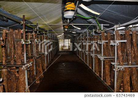 小田原市，Nebukawa，Okame Sakura Festival和現場餐廳旁邊的蘑菇採摘設施（1） 63743469