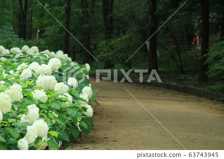 Kobe Municipal Forest Botanical Garden where Anabelle (hydrangea) blooms Kobe Municipal Forest Botanical Garden where Anabelle (hydrangea) blooms 63743945