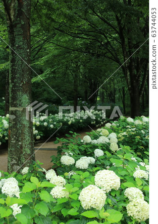 Anabelle(繡球花)盛開的神戶市立森林植物園 Anabelle(繡球花)盛開的神戶市立森林植物園 63744053