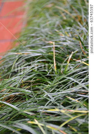 Ryuno beard after the rain 63745597