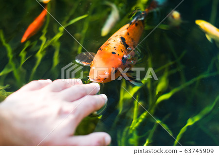 colourful kois fish eating from hand orange and black 63745909