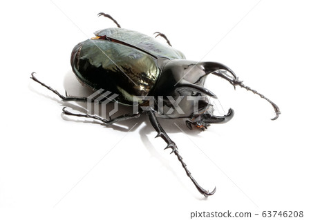 Beetle chalcosoma caucasus on white background 63746208