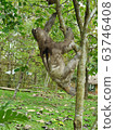 sloth climbing three in the amazon 63746408