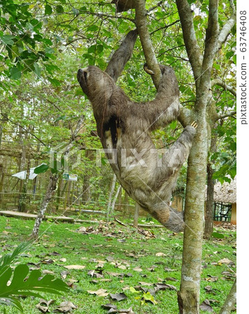 sloth climbing three in the amazon sloth climbing three in the amazon 63746408