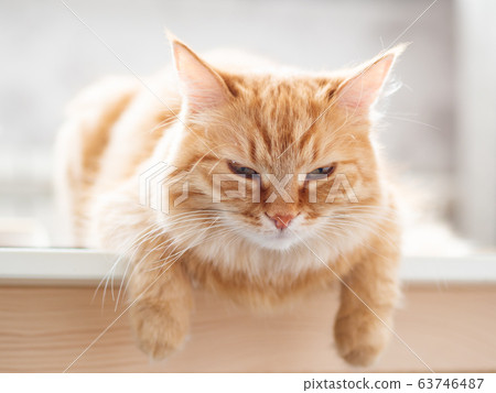 Close up portrait of cute ginger cat. Fluffy pet is staring in camera. Domestic kitty sitting on table. 63746487