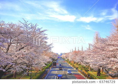 Cherry blossoms of National City University Street 63746729