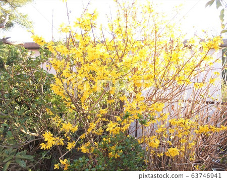 Spring flowers forsythia 63746941