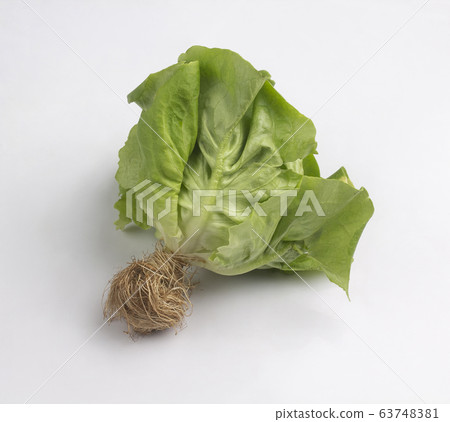 Green butterhead lettuce with root isolated  63748381