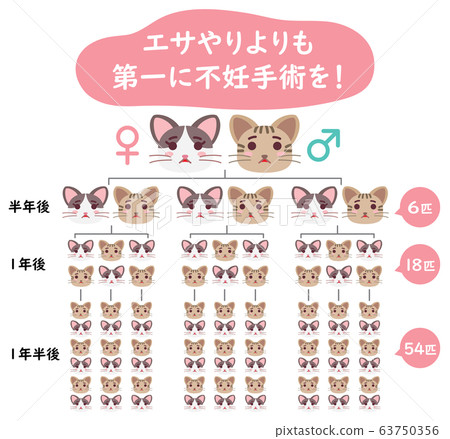 Explanation illustration of local cat TNR sterilization operation from feeding 63750356