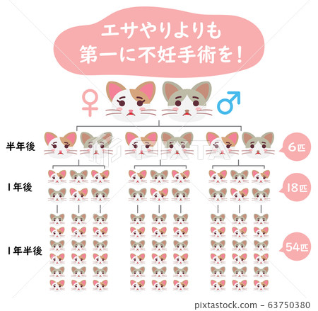 Explanation illustration of local cat TNR sterilization operation from feeding Explanation illustration of local cat TNR sterilization operation from feeding 63750380