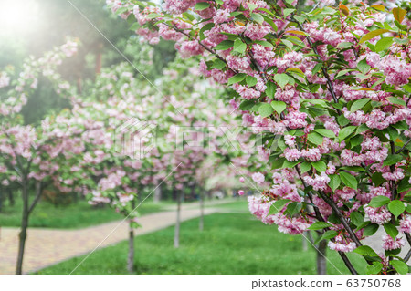 Park with an alley of young trees with blooming pink sakura in Ukraine, Kiev. Park with an alley of young trees with blooming pink sakura in Ukraine, Kiev. 63750768