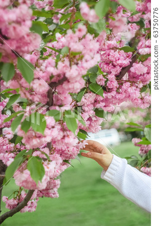 female hands in a white knitted sweater touch a tree of blooming pink sakura in a city park Kiev female hands in a white knitted sweater touch a tree of blooming pink sakura in a city park Kiev 63750776