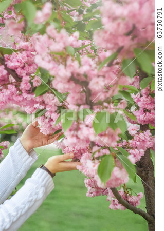 female hands in a white knitted sweater touch a tree of blooming pink sakura in a city park Kiev 63750791