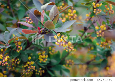 Beautiful photo of a bush with yellow flowers of mahonia after rain with selective focus and bokeh 63750859