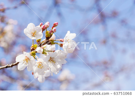 Cherry Blossom Cherry Blossom 63751068