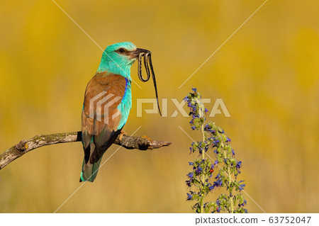 Colorful european roller sitting on a branch and holding snake in beak in summer Colorful european roller sitting on a branch and holding snake in beak in summer 63752047