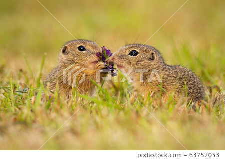 Two european ground squirrel touching flower on a meadow in summer nature Two european ground squirrel touching flower on a meadow in summer nature 63752053