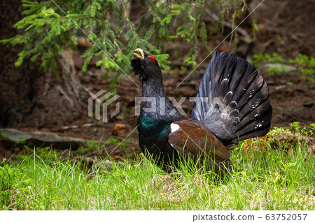 Proud western capercaillie strutting in the morning sunlit forest 63752057