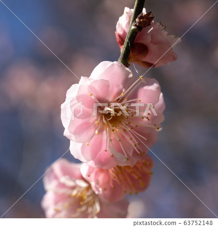 梅花盛開 梅花盛開 63752148