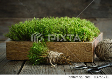 Common Haircap Moss in wooden crate on table. Common Haircap Moss in wooden crate on table. 63753710