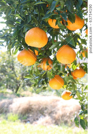 Deco Pong Up Deco Pong Up 63754190