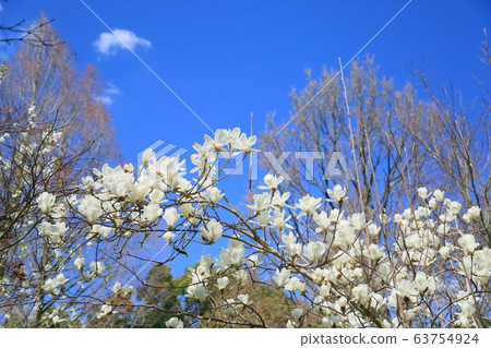 Yulan magnolia flower 63754924