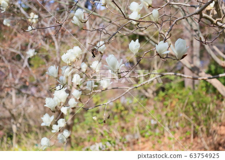 Yulan magnolia flower 63754925