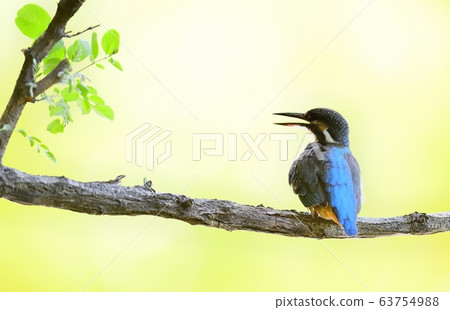 Kingfisher, animal, bird, summer migratory Kingfisher, animal, bird, summer migratory 63754988