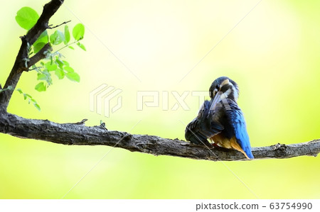Kingfisher, animal, bird, summer migratory Kingfisher, animal, bird, summer migratory 63754990