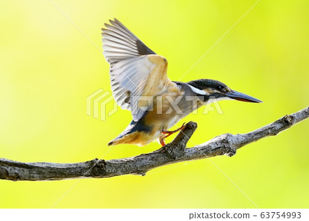 Kingfisher, animal, bird, summer migratory Kingfisher, animal, bird, summer migratory 63754993