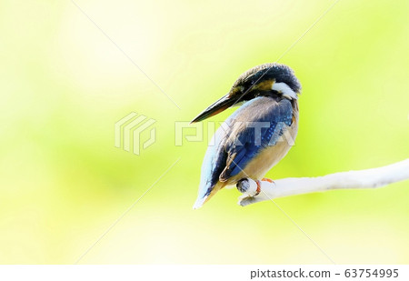 Kingfisher, animal, bird, summer migratory Kingfisher, animal, bird, summer migratory 63754995
