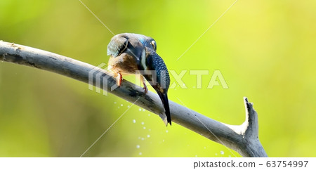 Kingfisher, animal, bird, summer migratory Kingfisher, animal, bird, summer migratory 63754997