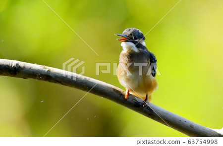 Kingfisher, animal, bird, summer migratory Kingfisher, animal, bird, summer migratory 63754998
