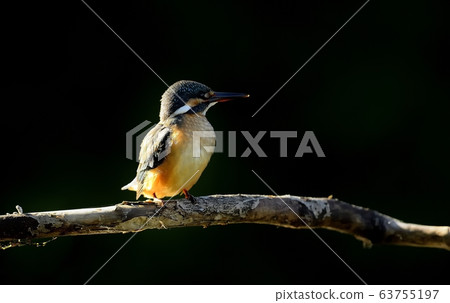 翠鳥,動物,鳥類,夏季遷徙 翠鳥,動物,鳥類,夏季遷徙 63755197