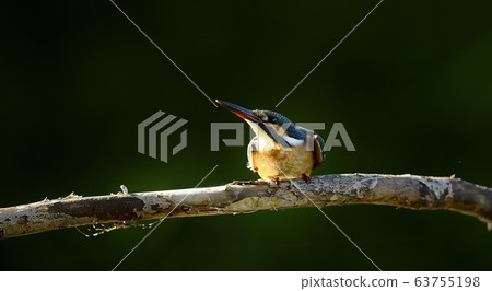 翠鳥,動物,鳥類,夏季遷徙 翠鳥,動物,鳥類,夏季遷徙 63755198