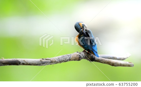 翠鳥，動物，鳥類，夏季遷徙 63755200