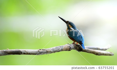 翠鳥,動物,鳥類,夏季遷徙 翠鳥,動物,鳥類,夏季遷徙 63755201