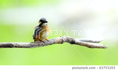 翠鳥,動物,鳥類,夏季遷徙 翠鳥,動物,鳥類,夏季遷徙 63755203