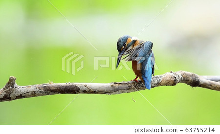 翠鳥,動物,鳥類,夏季遷徙 翠鳥,動物,鳥類,夏季遷徙 63755214
