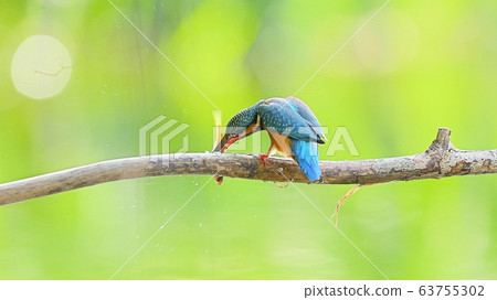 Kingfisher, animal, bird, summer migratory 63755302