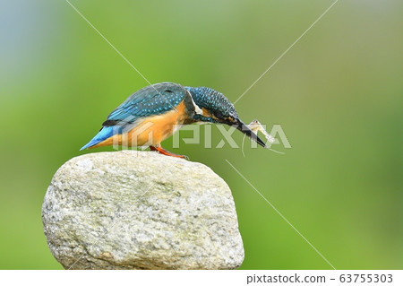 翠鳥,動物,鳥類,夏季遷徙 翠鳥,動物,鳥類,夏季遷徙 63755303