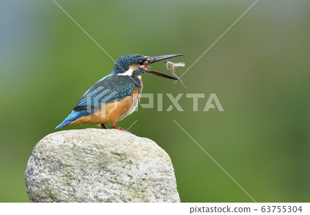 Kingfisher, animal, bird, summer migratory Kingfisher, animal, bird, summer migratory 63755304