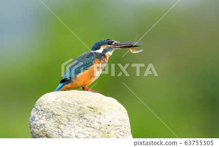翠鳥,動物,鳥類,夏季遷徙 翠鳥,動物,鳥類,夏季遷徙 63755305