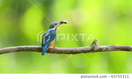Kingfisher, animal, bird, summer migratory Kingfisher, animal, bird, summer migratory 63755311